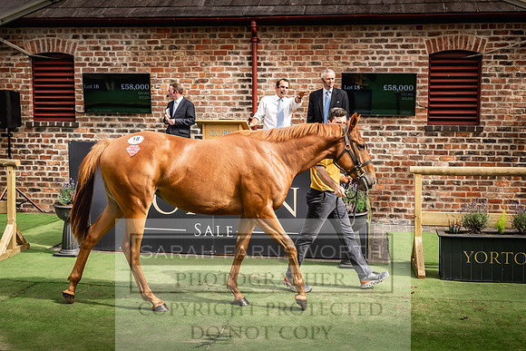 Goffs UK Yorton Sale 2023-302