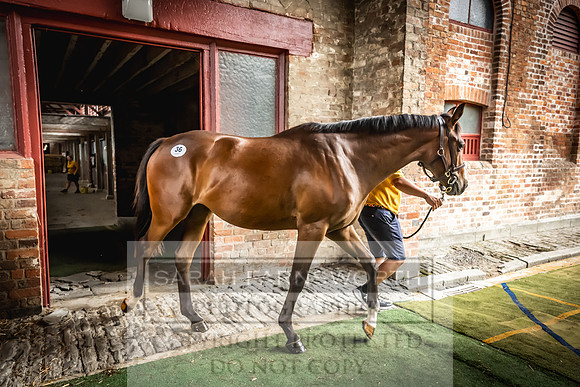 Goffs UK Yorton Sale 2023-34