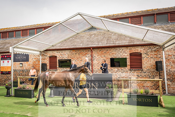 Goffs UK Yorton Sale 2023-223