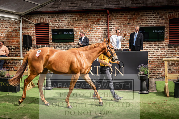 Goffs UK Yorton Sale 2023-301