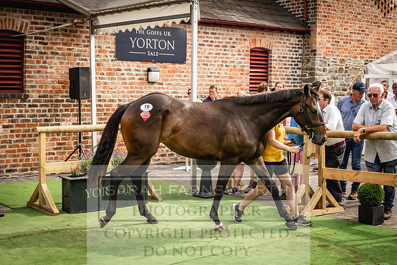 Goffs UK Yorton Sale 2023-324