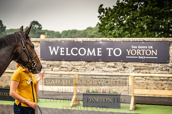 Goffs UK Yorton Sale 2023-93