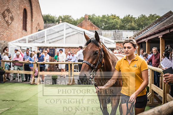 Goffs UK Yorton Sale 2023-362