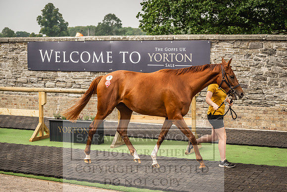 Goffs UK Yorton Sale 2023-109