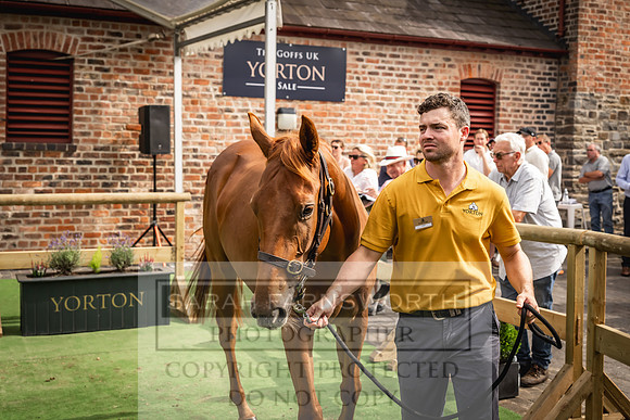 Goffs UK Yorton Sale 2023-300