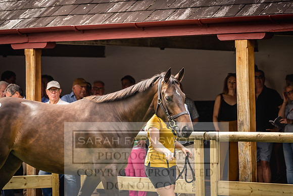 Goffs UK Yorton Sale 2023-282