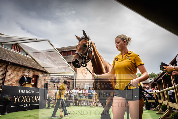 Goffs UK Yorton Sale 2023-353