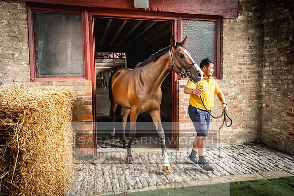 Goffs UK Yorton Sale 2023-32