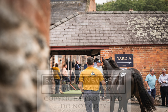 Goffs UK Yorton Sale 2023-386