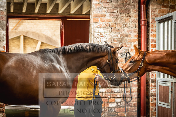Goffs UK Yorton Sale 2023-12