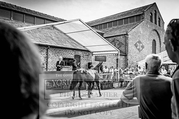 Goffs UK Yorton Sale 2023-209
