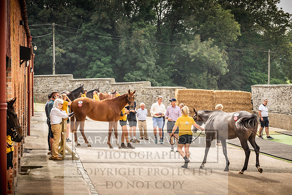 Goffs UK Yorton Sale 2023-183