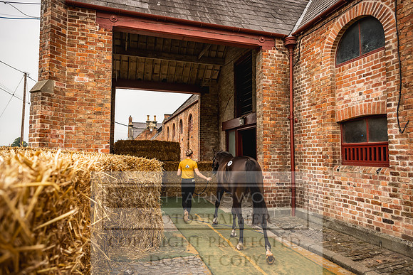 Goffs UK Yorton Sale 2023-131