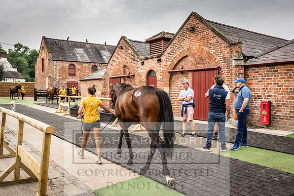 Goffs UK Yorton Sale 2023-147