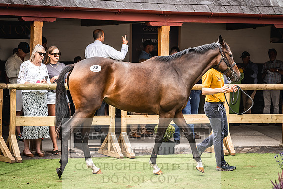 Goffs UK Yorton Sale 2023-375