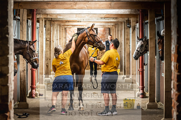 Goffs UK Yorton Sale 2023-28