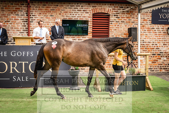 Goffs UK Yorton Sale 2023-326