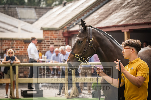 Goffs UK Yorton Sale 2023-205