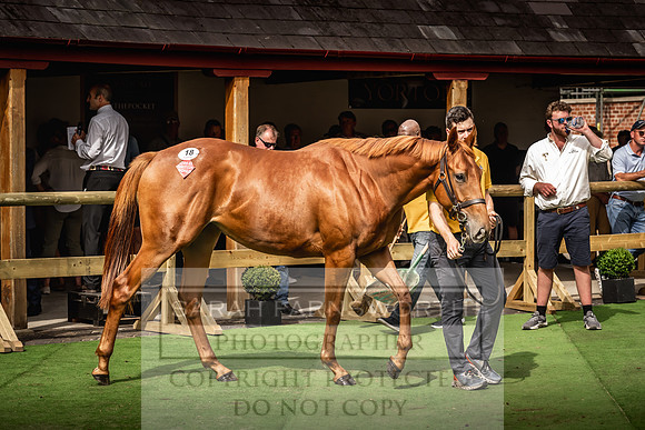 Goffs UK Yorton Sale 2023-298