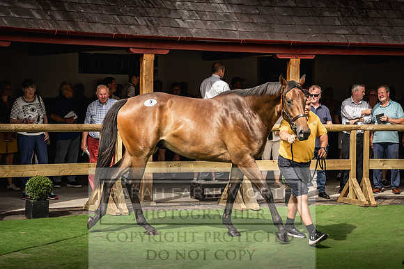 Goffs UK Yorton Sale 2023-257