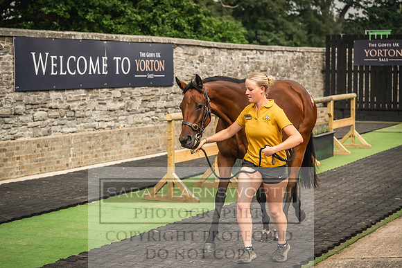 Goffs UK Yorton Sale 2023-104