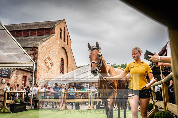 Goffs UK Yorton Sale 2023-351