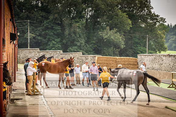 Goffs UK Yorton Sale 2023-181
