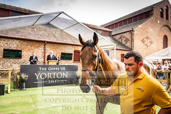 Goffs UK Yorton Sale 2023-253
