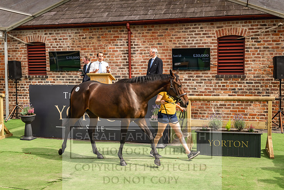 Goffs UK Yorton Sale 2023-291