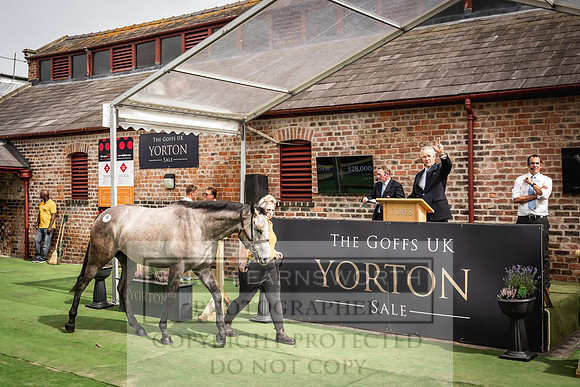 Goffs UK Yorton Sale 2023-287
