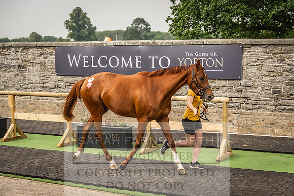 Goffs UK Yorton Sale 2023-108