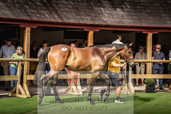 Goffs UK Yorton Sale 2023-256