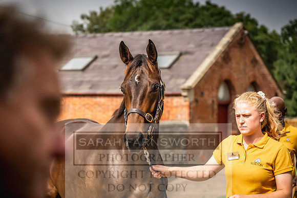 Goffs UK Yorton Sale 2023-276
