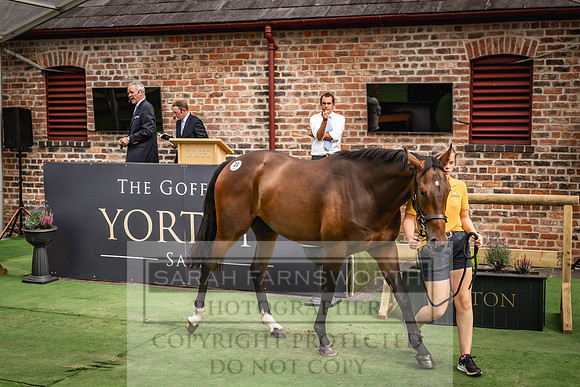 Goffs UK Yorton Sale 2023-342