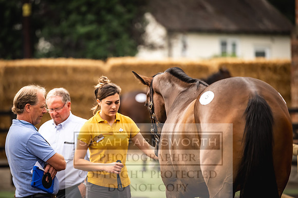 Goffs UK Yorton Sale 2023-77