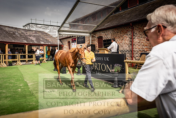 Goffs UK Yorton Sale 2023-297