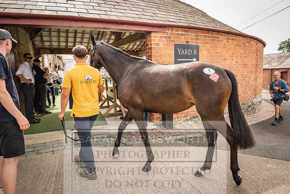 Goffs UK Yorton Sale 2023-198