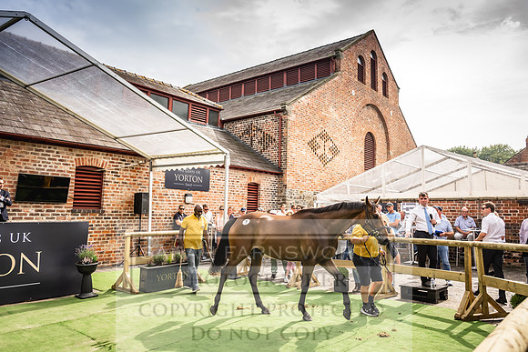 Goffs UK Yorton Sale 2023-252