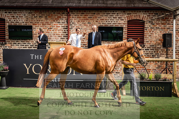 Goffs UK Yorton Sale 2023-303