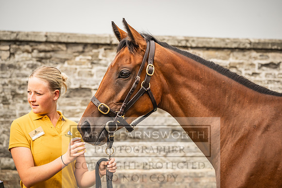 Goffs UK Yorton Sale 2023-100