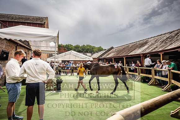 Goffs UK Yorton Sale 2023-316