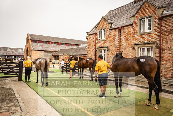Goffs UK Yorton Sale 2023-126