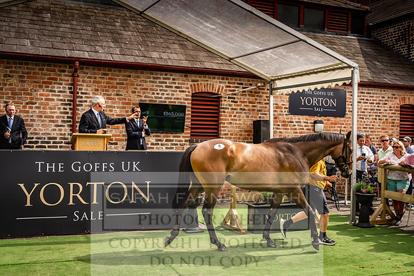 Goffs UK Yorton Sale 2023-263