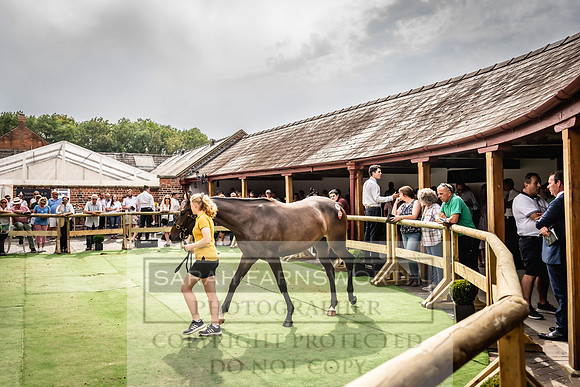 Goffs UK Yorton Sale 2023-318