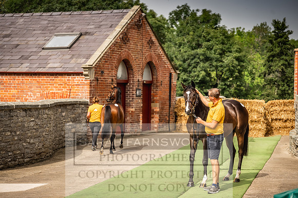 Goffs UK Yorton Sale 2023-279