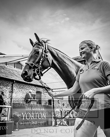 Goffs UK Yorton Sale 2023-356