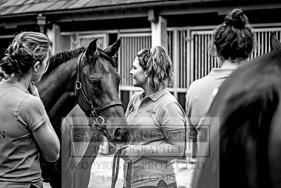 Goffs UK Yorton Sale 2023-142