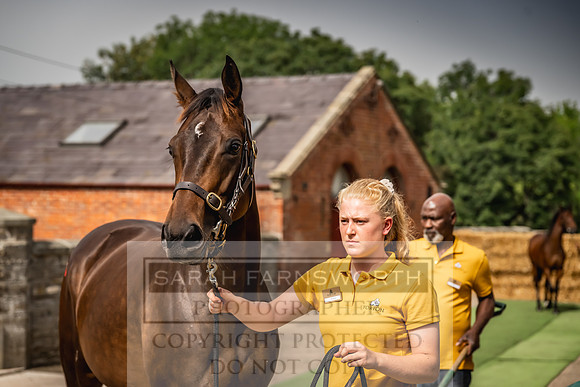 Goffs UK Yorton Sale 2023-277