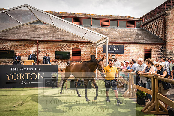Goffs UK Yorton Sale 2023-250