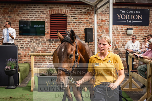 Goffs UK Yorton Sale 2023-345